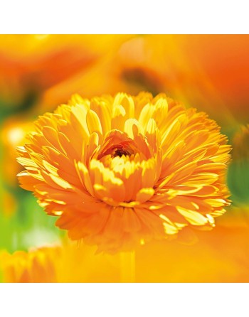 Lait corporel nourrissant Weleda 090540X7 Aubépine jaune